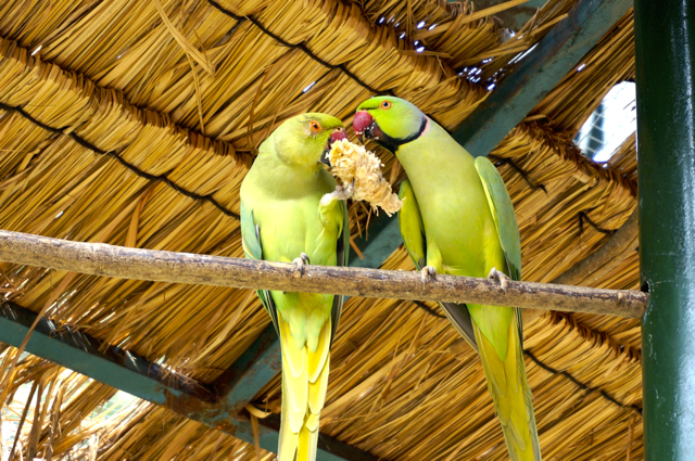 Bird pictures from Bird Avairy