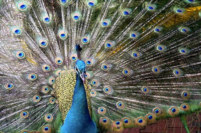 Thankfully this fellow was a bit of a show off!