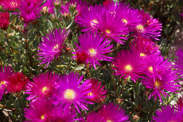 Colourful flowers