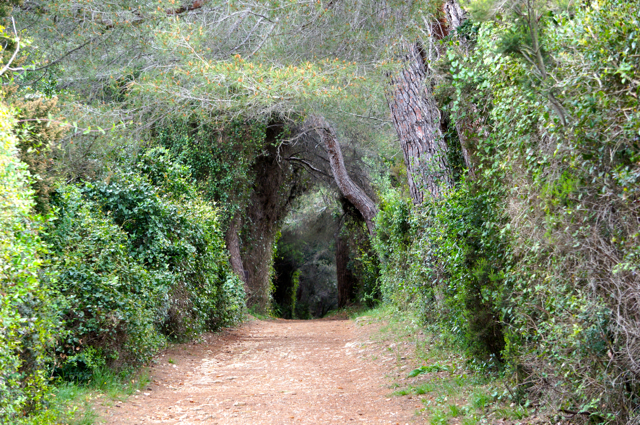 Walking paths