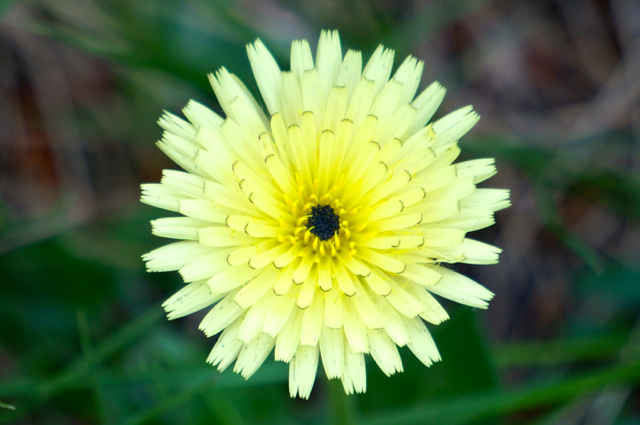 Pretty flowers